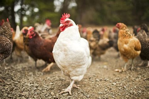 playchicken-road Community Support